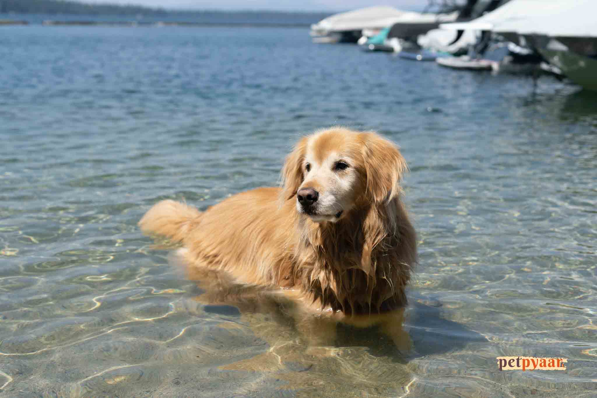 Golden Retriever Swimming Training: Teach Your Puppy to Swim in India